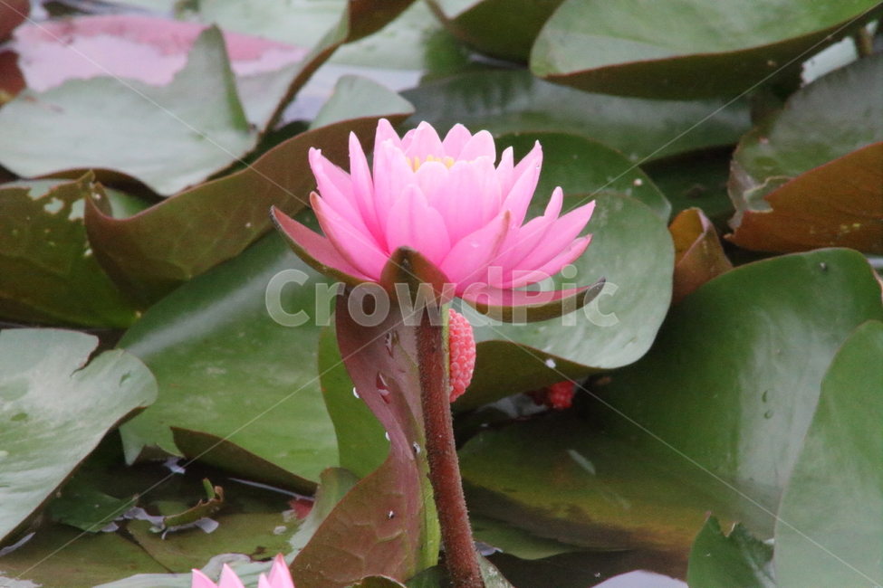 연,수련,꽃,식물,waterlily,식물,자연,plants,nature,꽃,flower