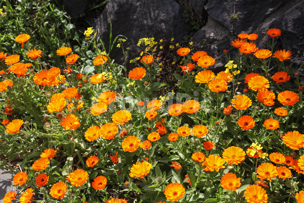 금잔화,카렌듈라,꽃,노랑,주황,노란꽃,주황꽃,오렌지색,flower,식물,blossom,plant,꽃밭,calendulaoil,자연,nature,봄꽃,꽃,flower