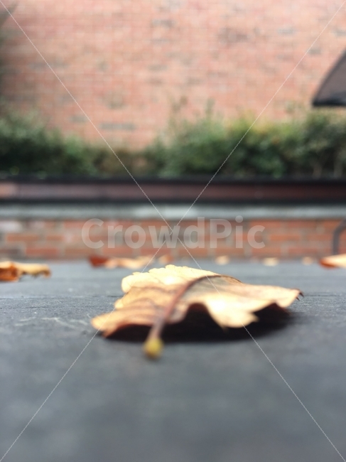일상,감성사진,가을,낙엽,색감,시선,감성,배경,가을,계절,fall,autumn,season,leaf,잎,plant,식물