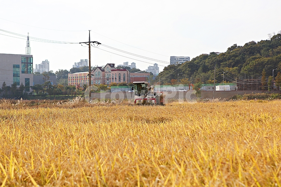 콘바인,농기계,벼타작,추수,수확,결실,벼,쌀,곡식,자연,풍경,식물,음식,식재료,짚,농업,농촌,농사,곡류,곡식,cereals,농업,농사,agriculture,farming,farming industry