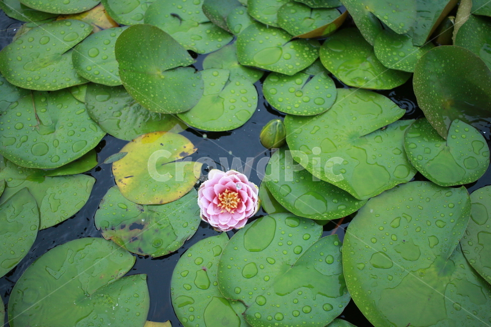 우중출사,장마,비방울,수련,물방울,반동,진동,식물,자연,plants,nature,꽃,flower,비,비오는날,rain,rainy