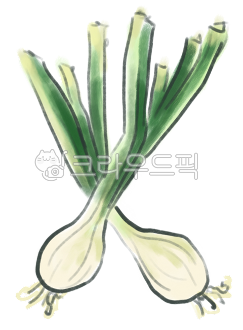 파, 쪽파, 대파, 채소, 야채, 사진,이미지,일러스트,캘리그라피 - JDesign작가