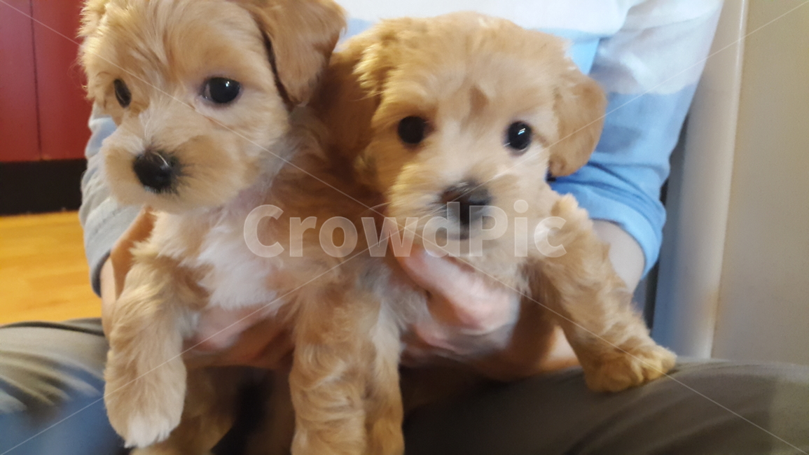 쌍둥이,말티푸,댕댕이,강아지,똘망똘망,새끼강아지,cutedog,puppy