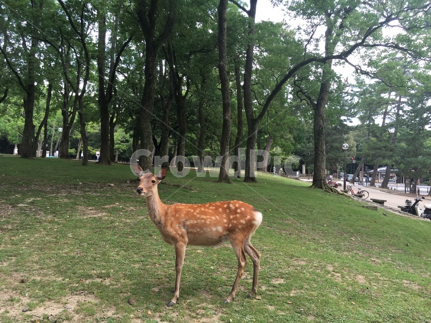 deer,Nara Park,Nara Park Deer,tree deer,One deer