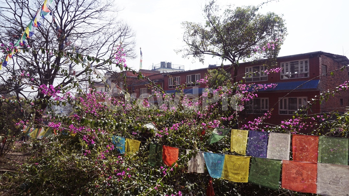 깃발,네팔,nepal,flag,꽃,flower,나무,tree