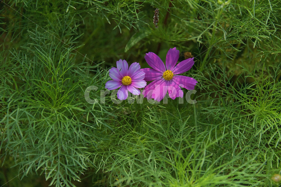 보리,보리밭,코스모스,가을,여름꽃,꽃,가을,계절,fall,autumn,season,식물,자연,plants,nature,꽃,flower,plant,blossom,geranium,제라늄