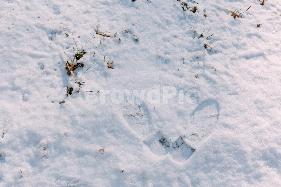 발자국,눈,겨울,snow,배경화면,winter,실외,야외