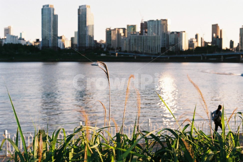 한강,감성,오후,휴식,필카,필름사진,도시,풍경,city,landscape,한국도시풍경,한국도시경관,korea cityscape,감성,sensible,feeling,휴식,힐링,rest,relaxation,healing,plant,식물,grass,잔디,lawn