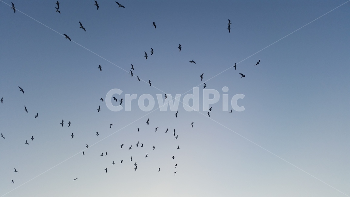 새,구름,빛,파랑,하늘색,새떼,자연,bird,sky,theair,하늘