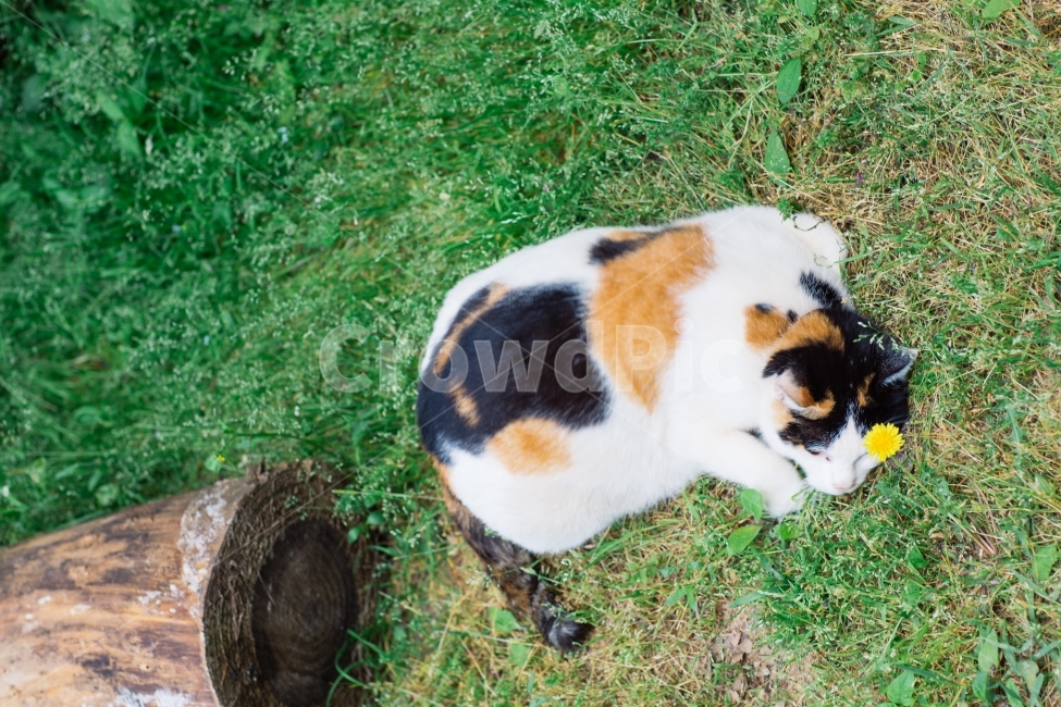 고양이,냥이,꽃냥이,민들레,cat,동물,animal,포유류,mammal,고양이,cat,kitten,kitty