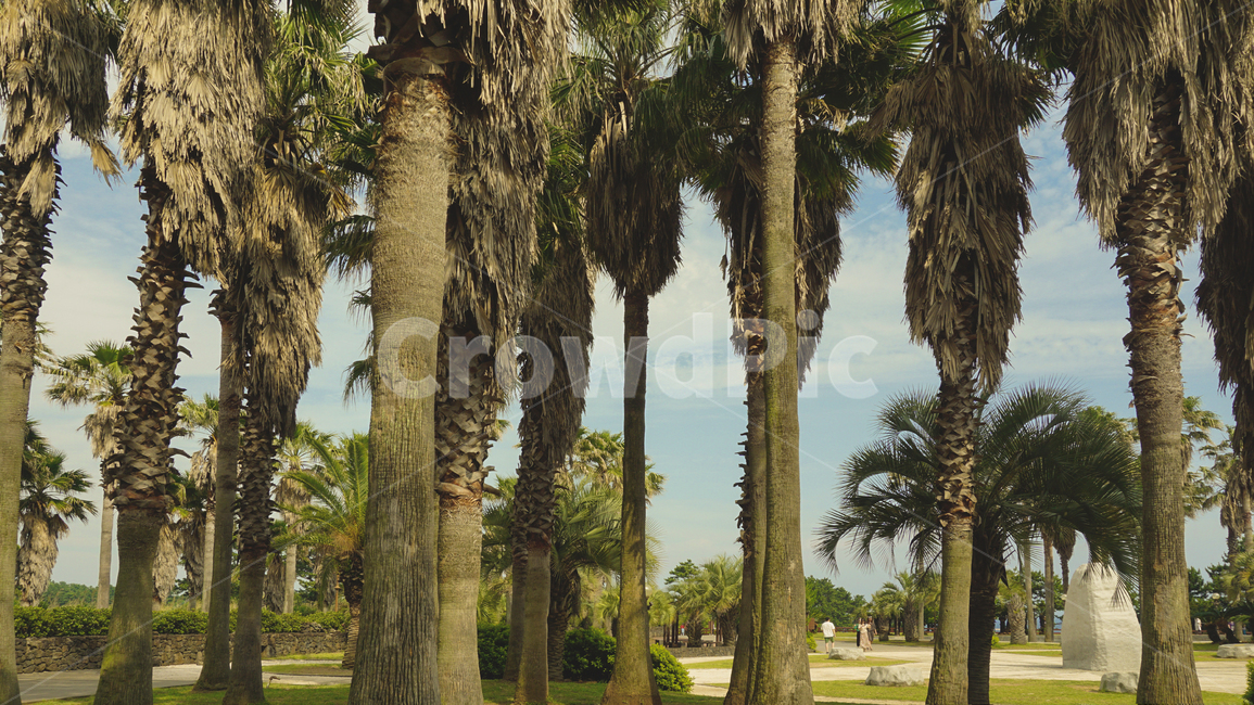 여름,야자수,제주도,하늘,식물,자연,풍경,nature,landscape,tree,나무,plant,tree trunk,나무 줄기,palm tree