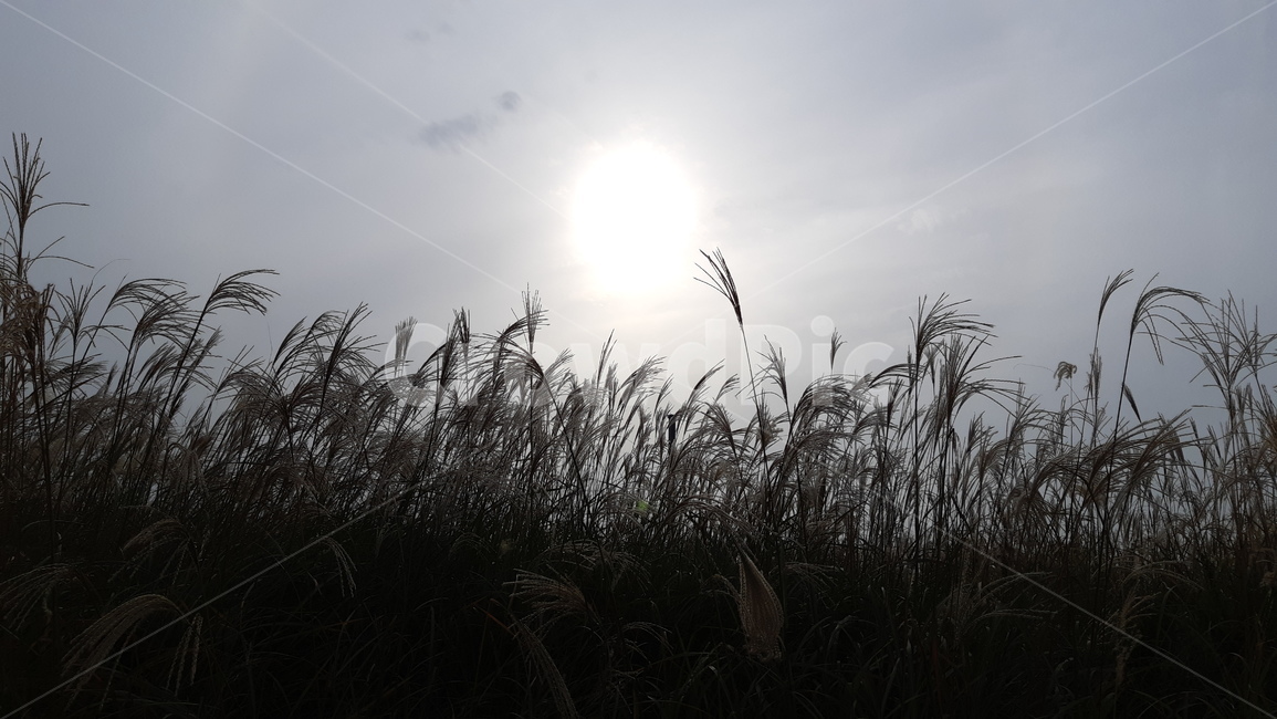 plant,식물,grass,lawn,잔디,reed,갈대,갈대숲,억새,억새밭,태양,빛,역광,자연,풍경,햇빛,어두움,어두운,식물,자연,plants,nature