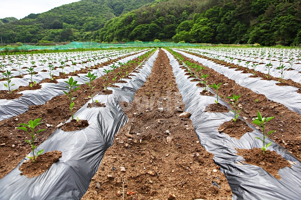 고추모종,고추,농사,밭,자연,배경,풍경,산업,industry,industrial,농업,농사,agriculture,farming,farming industry