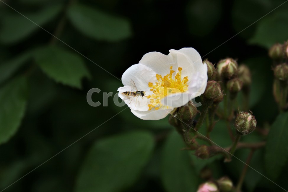 찔레나무,찔레나무꽃,장미과,낙엽관목,들장미,야생화,식물,자연,plants,nature,꽃,flower,동물,animal,곤충,벌레,insect,bug