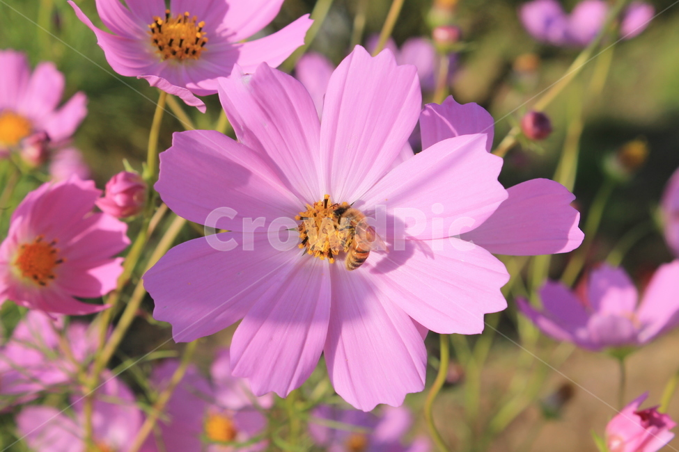 벌,꿀벌,bee,honeybee,cosmos,autumn,fall,가을,꽃,flower,flowers,pollen,화분,blossom,plant,식물