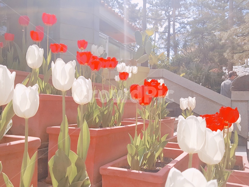 튤립,식물,꽃,plant,tulip,화분,하얀튤립,빨간튤립,식물,자연,plants,nature,꽃,flower