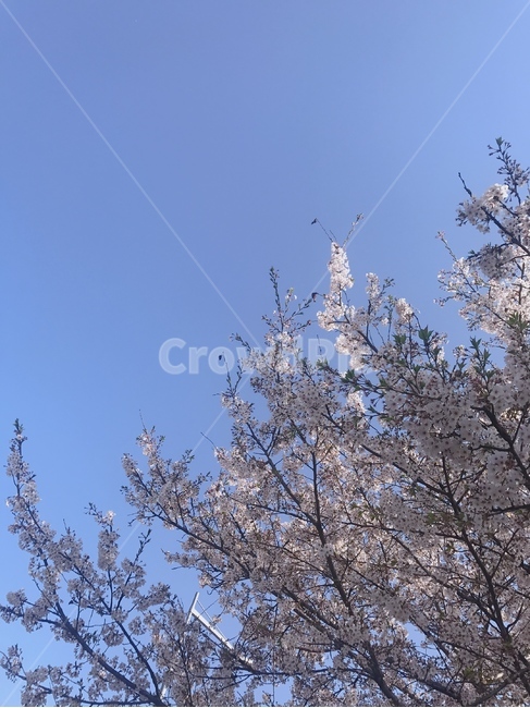 꽃,식물,plant,flower,봄,하늘