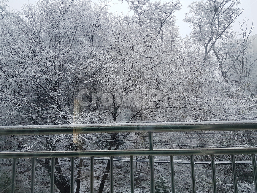 겨울,눈,풍경,겨울풍경,겨울나무,설경,snow,winter,첫눈,scenery,tree,snowtree,겨울,계절,winter,season,자연,풍경,nature,landscape,outdoors,옥외,banister,난간,handrail,railing