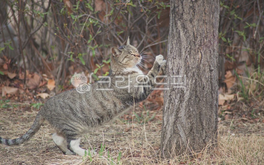 stray cat,cat,tree,scratcher