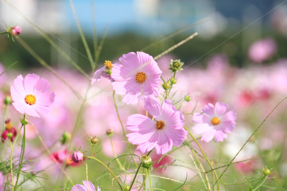 강변,꽃,가을,코스모스,공원,가을,계절,fall,autumn,season,식물,자연,plants,nature,꽃,flower,plant,spring,봄