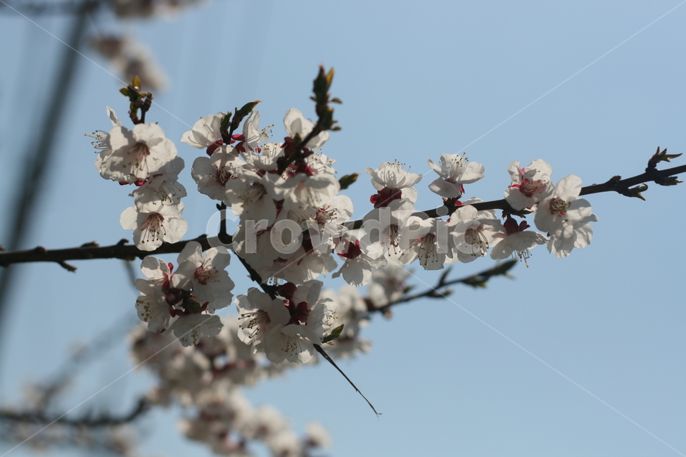하늘,꽃,벚꽃,감성,봄,spring,sky,flower,cherryblossoms,봄,계절,spring,season,식물,자연,plants,nature,꽃,flower,plant,blossom