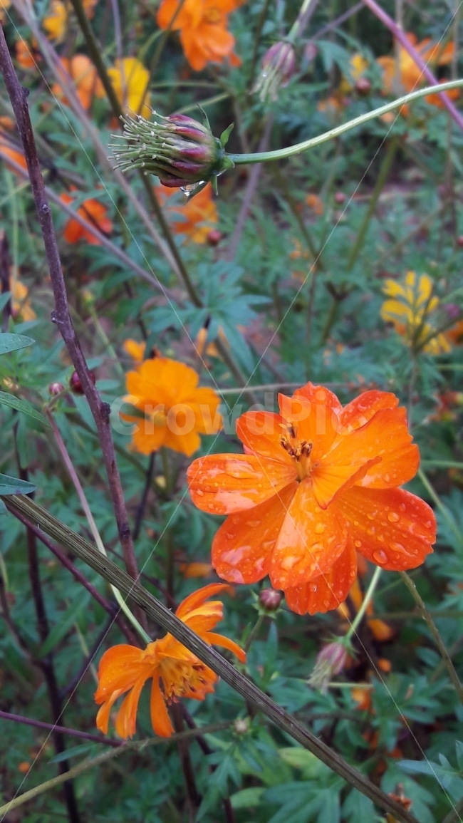 꽃,코스모스,주황색,빗방울,초록,가을,계절,fall,autumn,season,식물,자연,plants,nature,꽃,flower,plant,blossom,geranium,제라늄