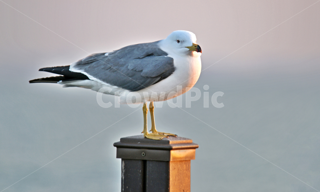 갈매기,새,조류,바다,궁평항,난간,목책,동물,animal,조류,새,birds