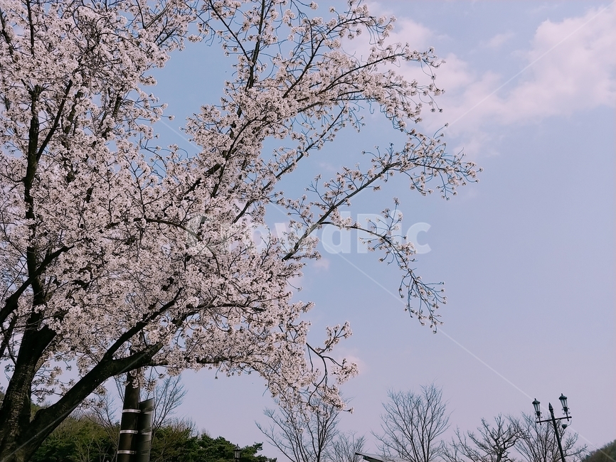 꽃,벚꽃,꽃나무,나무,식물,plant,봄,봄꽃,시즌,계절,하늘,구름,풍경
