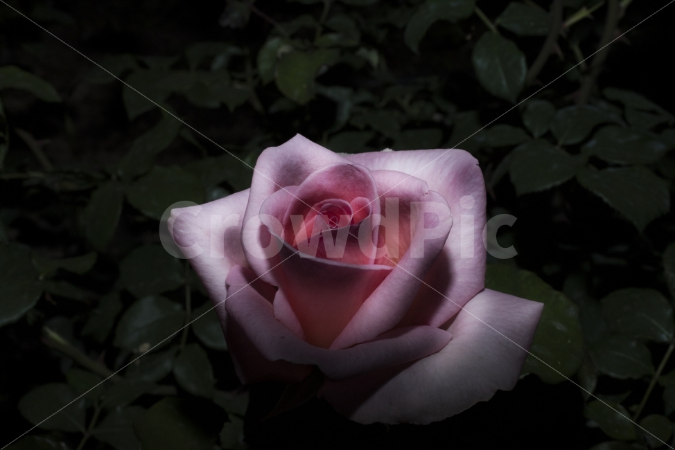 장미,rose,밤에피는장미,love,감성,꽃,플라워,아름다움,쓸쓸함,외로움,공주,사랑,식물,자연,plants,nature,꽃,flower