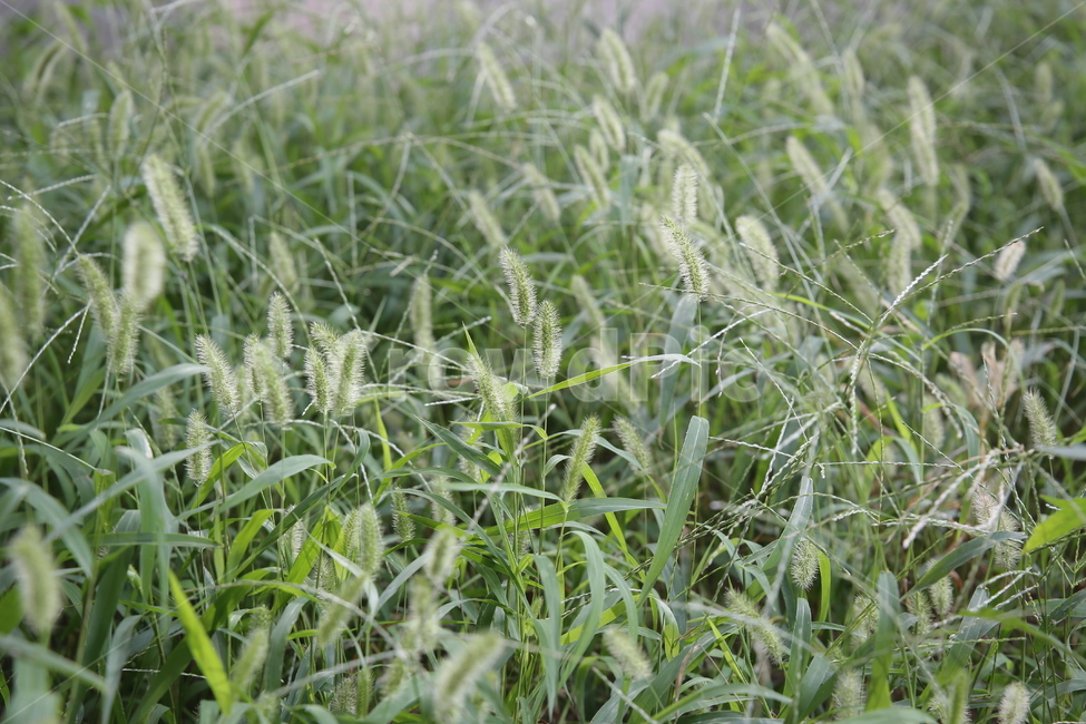 강아지풀,식물,풀,풀꽃,야생,자연,들풀,들식물,야생식물,plants,nature,감성,sensible,sensitive,힐링,healing,rkdmf