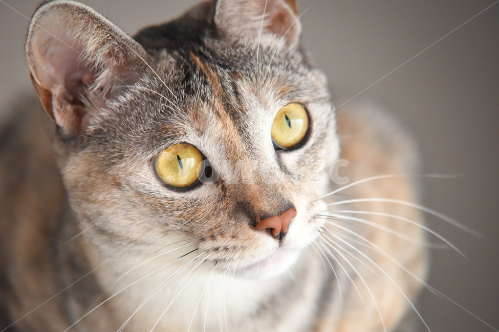 고양이,얼굴,클로즈업,애완동물,애완묘,묘,냥,pet,cat,kitten,집고양이,코리안숏헤어,코숏,냥이,냐옹,meow,귀여움,반려동물,반려묘,집사,괭,새끼,아기,귀요미,동물,animals,시선,animal,동물,animal,포유류,mammal,고양이,cat,kitten,kitty