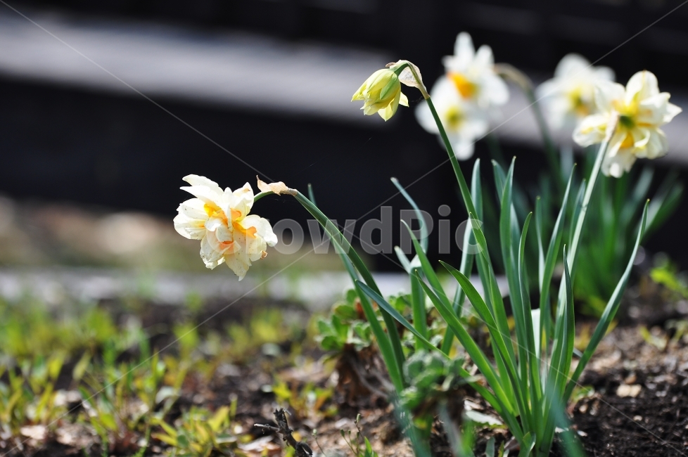 수선화,꽃,꽃사진,감성,하얀수선화,식물,자연,plants,nature,꽃,flower