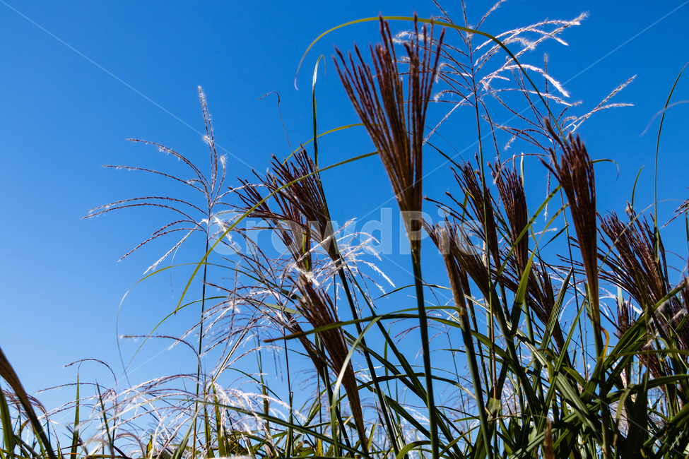 하늘공원억새,억새풀,억새,억새밭,억새풀밭,하늘공원억새풀,식물,자연,plants,nature