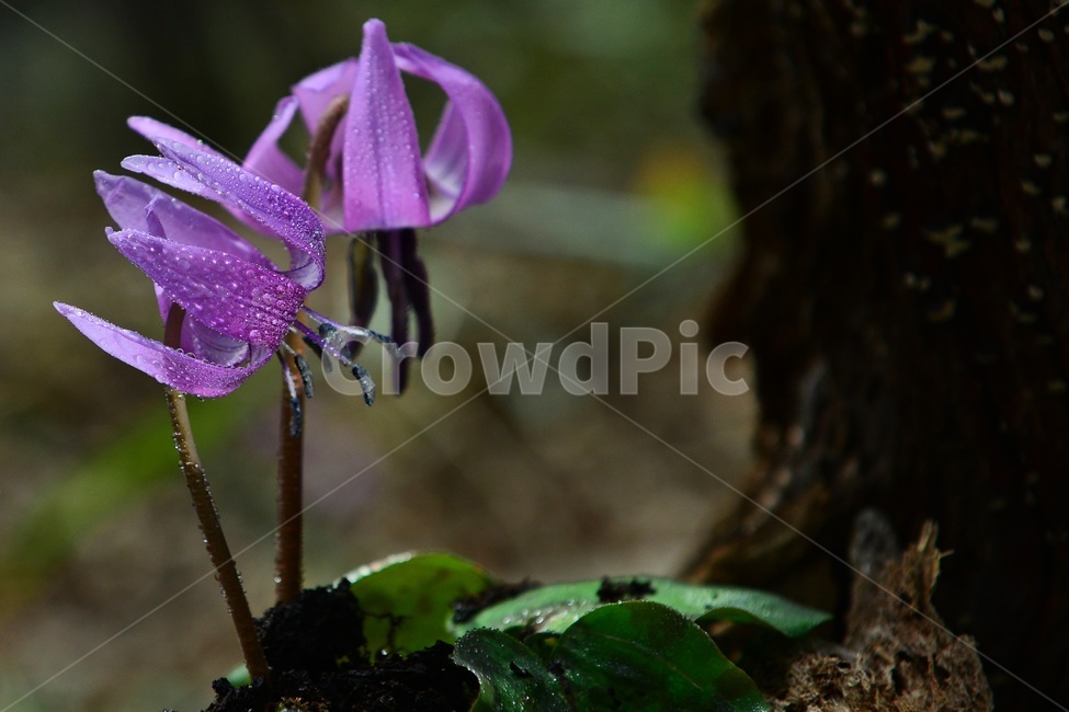 plant,식물,blossom,얼레지,얼레지꽃,보라색,야생화,자연,봄꽃,봄,flower,꽃,식물,자연,plants,nature,꽃,flower