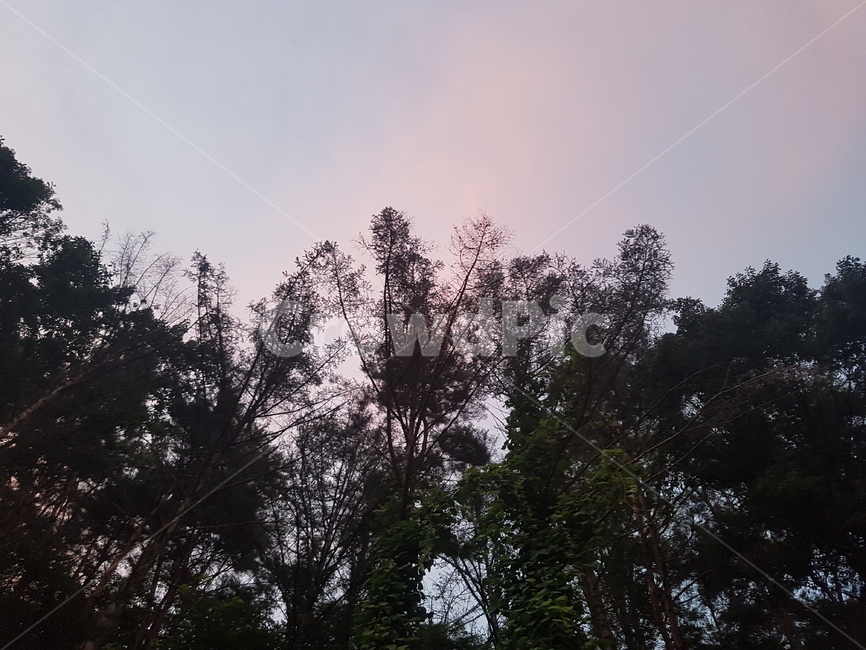 tree,나무,하늘,분위기,노을