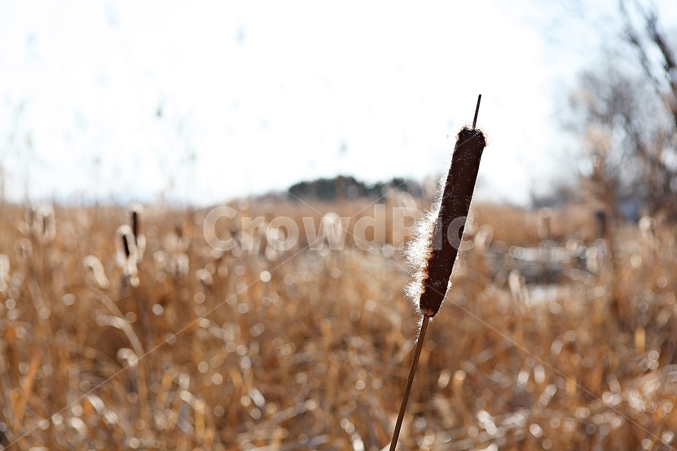 안산갈대습지공원,갈대,억새,습지,공원,식물,자연,풍경,겨울