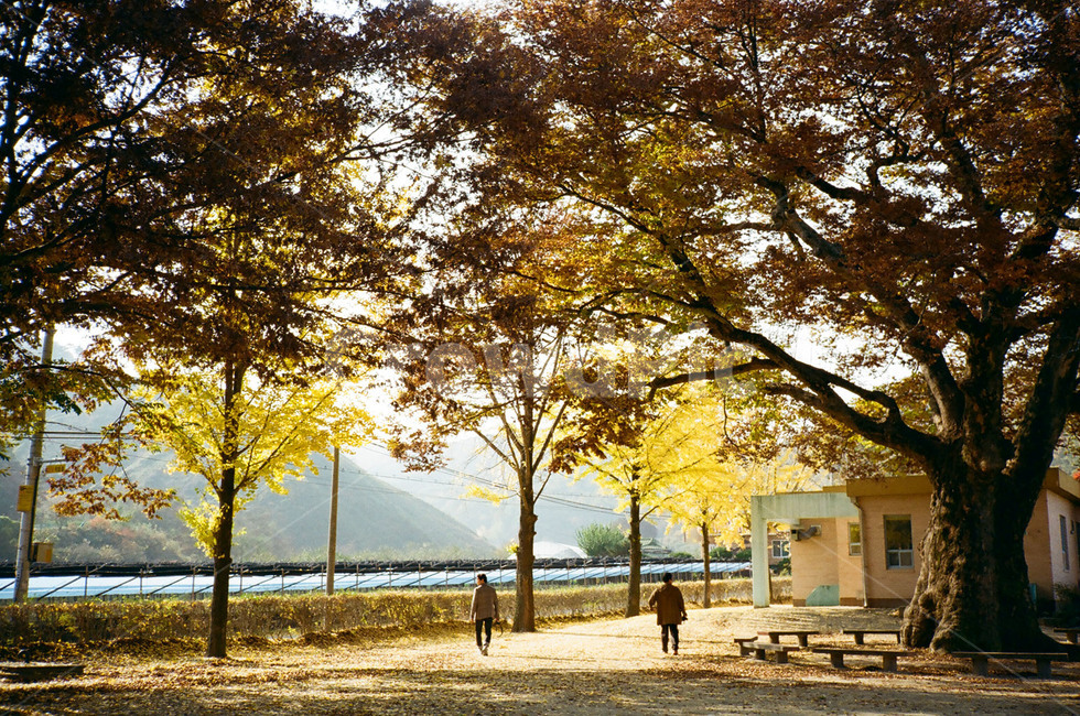 가을,학교,운동장,단풍나무,은행나무,두사람,친구,가을,계절,fall,autumn,season,식물,자연,plants,nature,나무,trees,wood,tree,plant