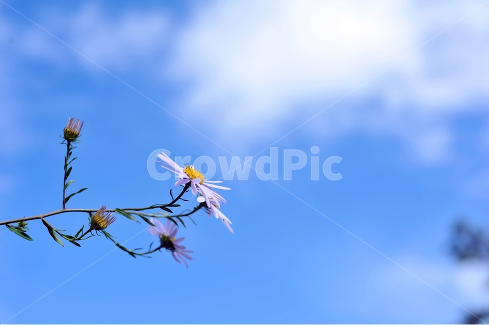 가을꽃,들꽃,야생화,꽃봉오리,꽃,플라워,식물,flower,flowers,plants,plant,자연,풍경,nature,landscape,가을,계절,season,fall,autumn,쑥부쟁이,10월,가을하늘,파란하늘,october,flowerbed,flowergarden,식물,자연,plants,nature,꽃,flower