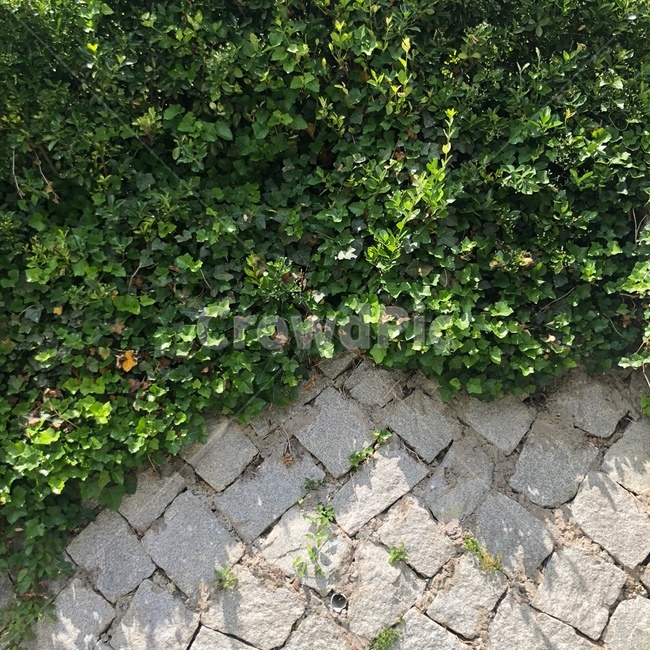 덩굴,나무,초록,푸른,담장,담,여름,식물,자연,plants,nature