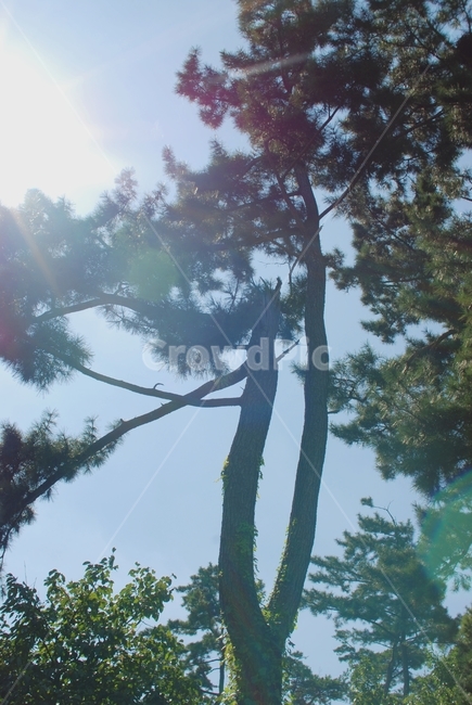 자연,식물,나무,소나무,하늘,식물,자연,plants,nature,나무,trees,wood