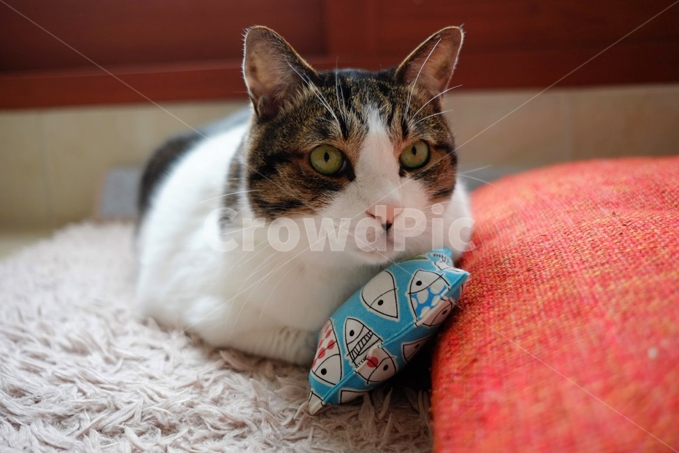 고양이,야옹이,반려동물,애완동물,포유류,동물,animal,포유류,mammal,고양이,cat,kitten,kitty
