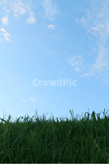 하늘,잔디,잔듸,sky,grass,green,bluesky,자연,풍경,nature,landscape,plant,식물