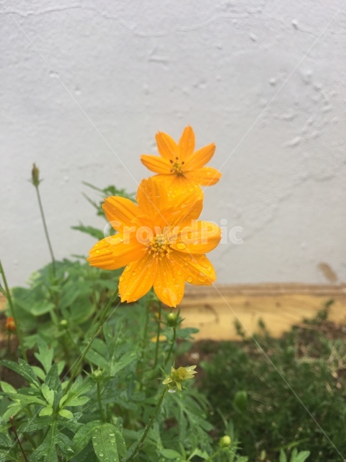 들꽃,꽃,노란꽃,코스모스,자연
