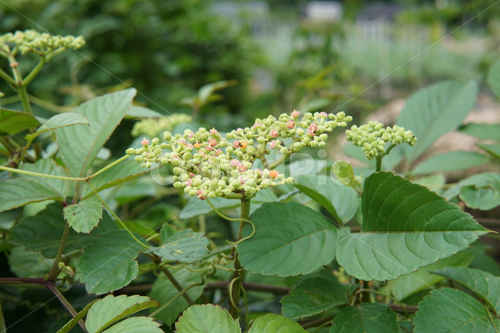 나무,tree,green,녹색,푸른,싱그러운,시원한,열매,잎파리,잎사귀,꽃,야자수,향나무
