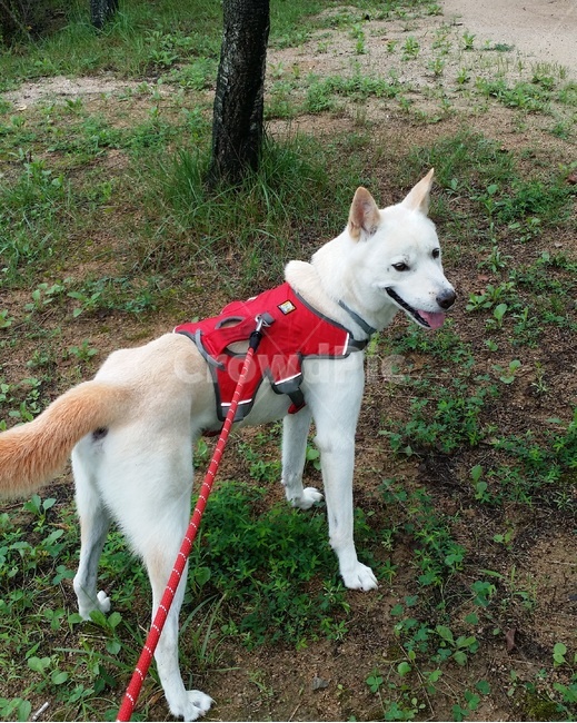 견장,애완동물,pet,animal,동물,dog,개,하네스,진돗개,개산책,산책,산책길