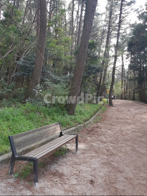 가로수길,산책로,의자,벤치,숲길,숲