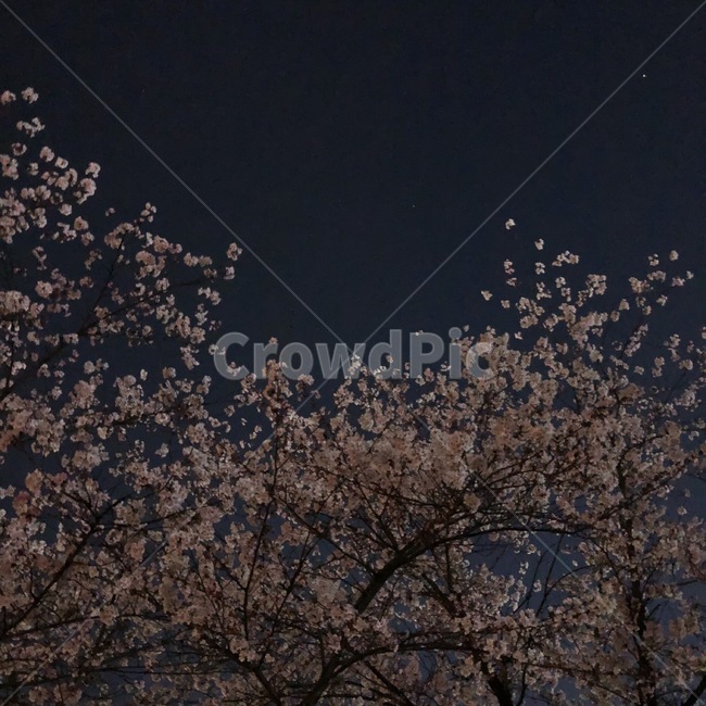 저녁하늘,벚꽃,밤하늘,봄꽃,cherryblossoms,분홍,배경,밤,night,자연,꽃,벚꽃나무,spring,nightscape
