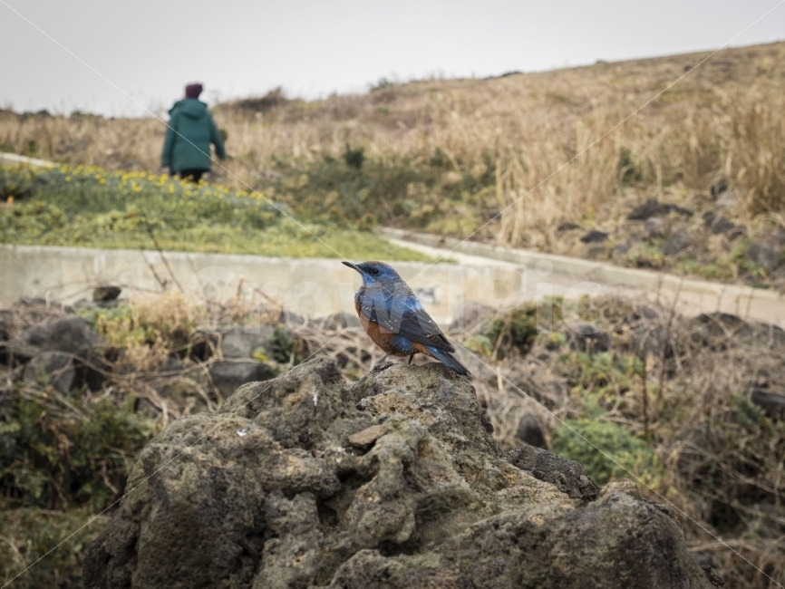 제주,섭지코지,파랑새,새,jeju,bluebird,bird,동물,animal,조류,새,birds