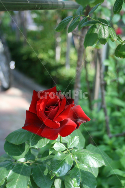 장미,장미덩쿨,식물,flower,plants,nature,꽃,꽃봉오리,식물,자연,plants,nature,꽃,flower