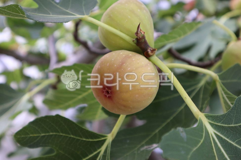 fig tree,fig fruit,fruit,leaf,plant,green,tree,vegan,branch,leaf,object,yummy,fig,ripe,nature,material,sweet,food